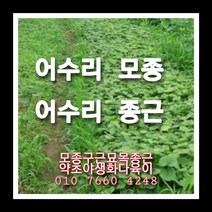 어수리 90주 어수리모종 어수리씨앗재배, 1개