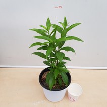 [용이네 화원] 모기들이 싫어하는 향이 나는 야래향 085 화원 농원
