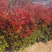 남천나무 H60~80cm 묘목 생울타리 조경수 노지월동, 1주, 1개