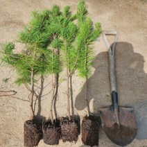 토종잣나무 묘목 1m, [ 토종잣나무 1m ], 1개