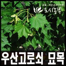 우산 고로쇠/ 고로쇠 묘목/ 실생 3년(3주묶음)판매