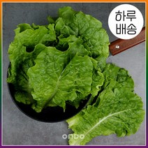 [온도씨] [하루배송]가락시장 잎로메인(1.8kg-2kg), 상세 설명 참조