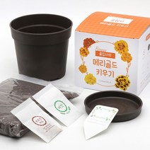 씨앗 파라솔꽃집사 메리골드 키우기-2802EA, 본상품선택