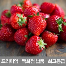 냉동_농장_국내산_킹스베리_딸기_설향_만년설_제철_프리미엄_백화점_금실_라떼_청_납품_1kg 361B, 상세페이지 참조