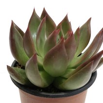 홍생상술-에케베리아/아가보이데스/갸름한잎/다육식물, 1개