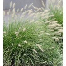 리틀버니 - 수크령 6치포트 수크령 가을꽃 야생화 초화류 포인트조경 하늘촛대 다년초 꽃나무친구, 1개