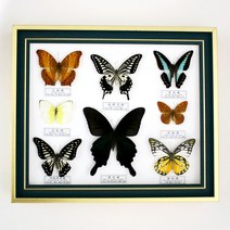 나비 박제 표본 액자 곤충표본 교육용 과학실 장식품, D 내경 25X30cm 나비 12인치