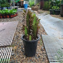 공룡꽃식물원(주) 홍차각 중품 선인장 25~40cm 59