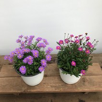 청년농부 사계국화 큰포트 야생화, 보라색