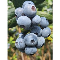 친환경 무농약 국내산 국산 블루베리 생과 생블루베리, 블루베리 특대 16-18미리