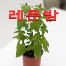 (성실농원A)레몬밤 화분(소)4개 향이좋은 허브식물