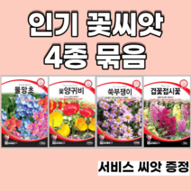 인기꽃씨앗 4종 묶음 양귀비 물망초 쑥부쟁이 겹접시꽃, 2set
