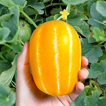 성주 꿀 참외 가정용 선물용 산지직송, 정품(개별포장o), 2kg 중과, 1개