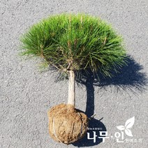 [나무인] 반송(둥근소나무) 폭40cm