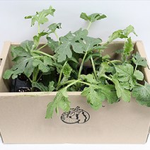 망고수박 모종 베란다 식물 과일 키우기 세트 주말농장 텃밭 1박스 20모종, 단품