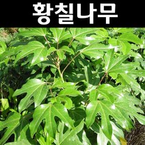 황칠 나무 묘목 키1m 1개/특용수/약용수