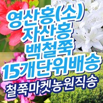 (15묶음 영산홍 자산홍 백철쭉) 철쭉마켓 철쭉 묘목 꽃 나무 연산홍 백철 베니 정원 마당 조경수 정원수 울타리 키우기 화목류 철죽 농원 꽃나무 울타리, 자산홍 보라색 15개 30-40cm전후또는이상