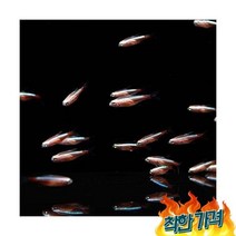 키우기쉬운 입문용 초보알비노 카디널 테트라 2cm 내외 물고기 키우기