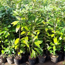 까마귀쪽나무(4치포트)5주