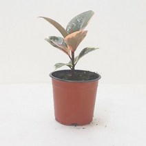 수채화고무나무 실내인테리어식물 천연가습, 단품, 1개