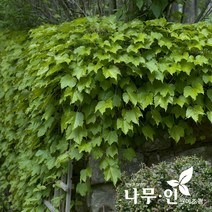 [나무인] 아이비(송악) 12포트, 1개