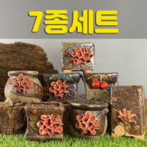 다육맘 수제화분 헤이린, 7종세트