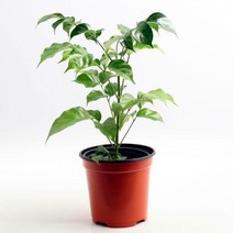 이삭 공기정화식물 녹보수- 녹색보석나무 꽃말 행운 재물