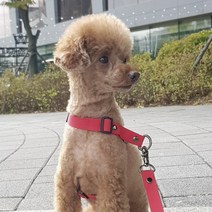 패피퍼피 강아지 시크릿 하네스 앞고리 이지워크 앞섬방지 H형 L형 소형견 중형견 국산제작 몸줄, 블랙