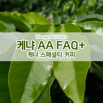 케냐 AA FAQ+ 직수입 생두, 1KG