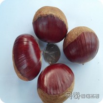 목하원예조경 밤나무 묘목 (대보) 접목1년특묘