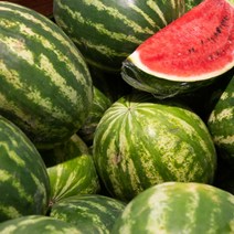 [특등급선별] 수박 12kg 과일 과일세트 망고수박 고창수박 노란수박 고당도수박 수박구매 수박당도 수박농가 수박농장 꿀수박 수박판매 맛있는수박 노래방 과일안주 과일 안주, 1개