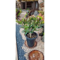 팅커벨 꽃피는염자(5년생), 1개