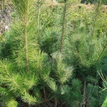 소나무 키80~100cm (분) 키움원예 조경수