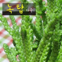 허브여울다육 녹탑 지름 9cm 소품화분, 1개