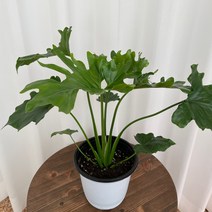 호프셀렘 온정원