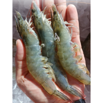 비금도 활새우 흰다리왕새우 1kg 대하 버터 소금구이 해감새우 캠핑필수템 (27미내외), 2022 급냉새우1kg (27-29미)