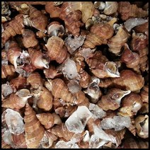 살고동 타래고동2kg, 1개, 2kg
