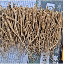 1년근 묘삼 1차 750g 800종~900종 수경 or 토경 재배용 새싹쌈 새싹용 모종 수경재배 인삼키우기 무농약인증 새싹인삼