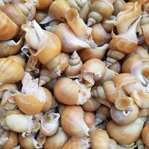 활)주문진 산지직송 살아서 받아보는 백골뱅이 소 1 kg(40-50미내외), 1개, 2kg