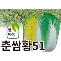 춘쌈황 51 1000립 쌈 배추 씨앗 수분 함량 적고 중륵 얇은 진 노랑색 쌈야채 종자 배추김치 김장 텃밭 채소 농사