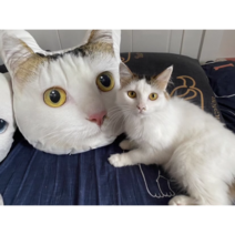 [주문제작] 포토베개 사진 베개 인쇄 쿠션, 60cm, 1개