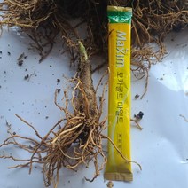 명이종근 100개 (울릉도 산나물) (3년이상의 작물만을 판매합니다)