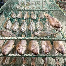 제수용 반건조 손질 대왕 참돔 1미 (건조후 650g이상)