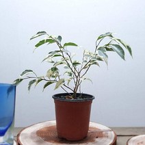 칼라벤자민 공기정화식물 실내인테리어식물, 1