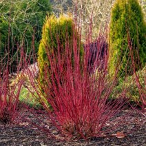 목하원예조경 말채나무 묘목 (흰말채) H1.0전후 분