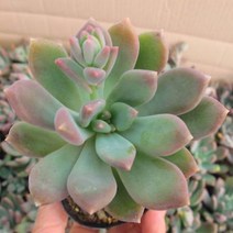 멕시코미인 키우기 쉬운 실내 거실 다육 식물 화분 랜덤발송, 단품