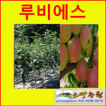 (SR소망)신품종 미니사과 루비에스 접목3년(분) 1그루
