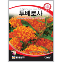 투베로사 씨앗 100립 꽃씨, 1개