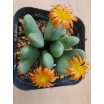 정화다육 다육식물 코너 축전