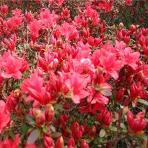 철쭉 영산홍 자산홍 백철, 영산홍빨강